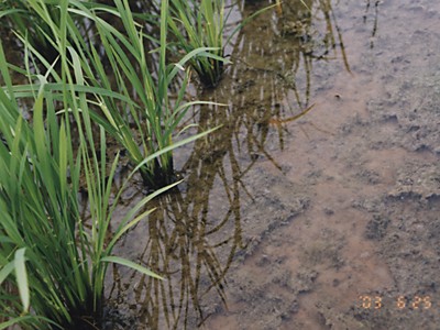 ������̏�̓c���