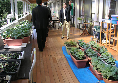 �x�����_�̍؉�