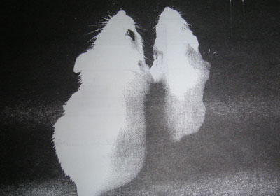 ���b�g�̎Y�񂾎q�ǂ�