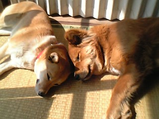 �g�c�Ƃ̌�����