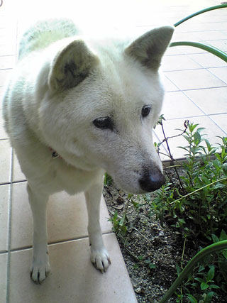 �g�c�Ƃ̌�����