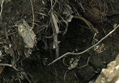 �o�Ă������܂��܂Ȏ�ނ̓y��